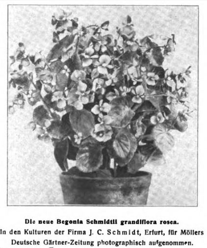 B. ‘Schmidtii Grandiflora Rosea’
